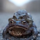 Toads